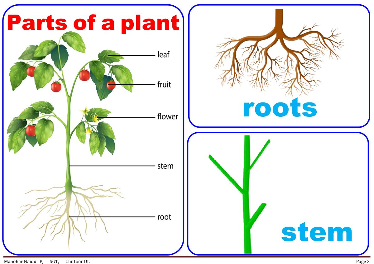 The parts of a plant, named